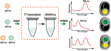 Graphical abstract: Target-mediated rolling circle transcription coupling with CRISPR/Cas12a-Cas13a for simultaneous detection of HPV16 and HPV18
