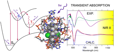 Graphical abstract: On transient absorption and dual emission of the atomically precise, DNA-stabilized silver nanocluster Ag16Cl2