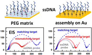 Graphical abstract: Exploiting epoxy-rich poly(ethylene glycol) films for highly selective ssDNA sensing via electrochemical impedance spectroscopy