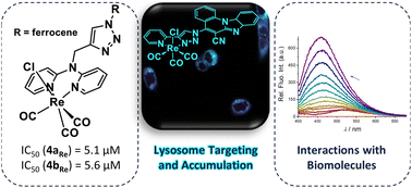 Graphical abstract: Synthesis, characterisation and biological evaluation of monometallic Re(i) and heterobimetallic Re(i)/Fe(ii) complexes with a 1,2,3-triazolyl pyridine chelating moiety