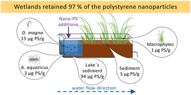 Graphical abstract: Fate and biological uptake of polystyrene nanoparticles in freshwater wetland ecosystems