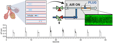 Graphical abstract: Liquid plug propagation in computer-controlled microfluidic airway-on-a-chip with semi-circular microchannels