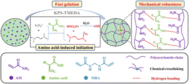 Graphical abstract: Amino acid-induced rapid gelation and mechanical reinforcement of hydrogels with low-hysteresis and self-recoverable and fatigue-resistant properties
