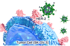 Graphical abstract: HER-2-targeted boron neutron capture therapy using an antibody-conjugated boron nitride nanotube/β-1,3-glucan complex