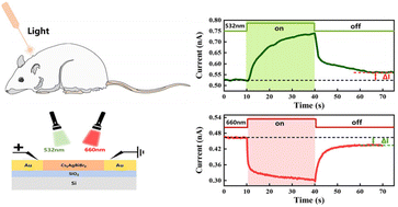 Graphical abstract: Optogenetics-inspired manipulation of synaptic memory using all-optically controlled memristors