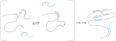 Graphical abstract: Sequence-dependent folding of monolayered DNA origami domains