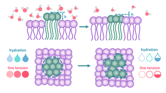 Graphical abstract: Nanoscale structural response of biomimetic cell membranes to controlled dehydration