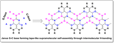 Graphical abstract: 2-Amino-5-methylene-pyrimidine-4,6-dione-based Janus G–C nucleobase as a versatile building block for self-assembly