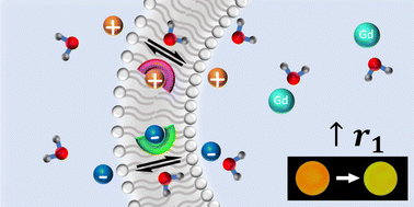 Graphical abstract: Ion carrier modulated MRI contrast