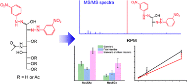 Graphical abstract: Analysis of O-acetylated sialic acids by 3-nitrophenylhydrazine derivatization combined with LC-MS/MS