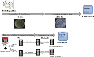 Graphical abstract: Market-ready U-AST kit: simple, fast, cost-effective solution for concurrently detecting urinary tract infection and antibiotic resistance