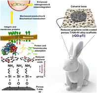 Graphical abstract: Harnessing 3D printed highly porous Ti–6Al–4V scaffolds coated with graphene oxide to promote osteogenesis