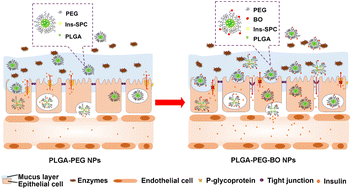 Graphical abstract: Permeation enhancer decorated nanoparticles for oral delivery of insulin: manipulating the surface density of borneol and PEG for absorption barriers