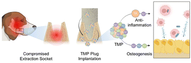 Graphical abstract: Anti-inflammatory and osteoconductive multi-functional nanoparticles for the regeneration of an inflamed alveolar bone defect