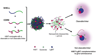 Graphical abstract: Unravelling the endosomal escape of pH-responsive nanoparticles using the split luciferase endosomal escape quantification assay
