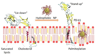 Graphical abstract: Regulate PD-L1's membrane orientation thermodynamics with hydrophobic nanoparticles