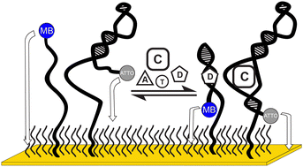 Graphical abstract: Whole blood multiplex measurements using electrochemical aptamer-based biosensors