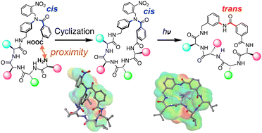 Graphical abstract: An N-ortho-nitrobenzylated benzanilide amino acid enables control of the conformation and membrane permeability of cyclic peptides