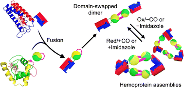 Graphical abstract: Construction of ligand-binding controlled hemoprotein assemblies utilizing 3D domain swapping