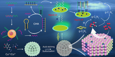 Graphical abstract: Oxygen electrocatalysis-driven electrochemiluminescence by hierarchical carbon nanoflower-supported copper-modulated cobalt sulfide for cytosensing