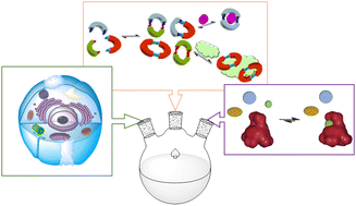 Graphical abstract: Supramolecular chemical biology: designed receptors and dynamic chemical systems