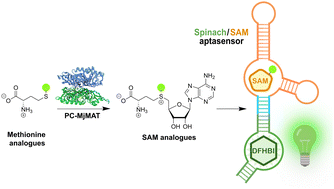 Graphical abstract: SAM-III aptamer enables detection of enzymatic SAM analogue generation
