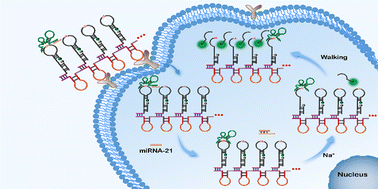 Graphical abstract: A rolling circle amplification-based DNAzyme walker against intracellular degradation for imaging tumor cells' microRNA