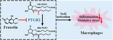 Graphical abstract: Chemical proteomic profiling reveals prostaglandin termination enzyme PTGR2 as a key molecular target of natural coumarin fraxetin