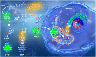 Graphical abstract: A ratiometric two-photon fluorescent probe for the quantification of nitroreductase in hypoxic neurons