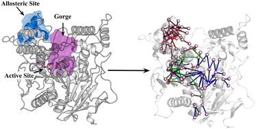 Graphical abstract: Elucidating the molecular mechanism of noncompetitive inhibition of acetylcholinesterase by an antidiabetic drug chlorpropamide: identification of new allosteric sites