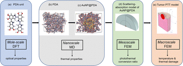 Graphical abstract: Multi-scale numerical simulations of photothermal therapy for tumors based on PDA-coated gold nanoparticles