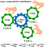 Graphical abstract: Cyclic cooperativity contributions determine the hydrogen bond strengths in molecular clusters