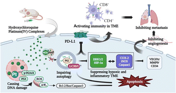 Graphical abstract: A hydroxychloroquine platinum(iv) conjugate displaying potent antimetastatic activities by suppressing autophagy to improve the tumor microenvironment