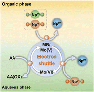 Graphical abstract: An insightful study on the reduction and extraction of neptunium assisted by molybdenum