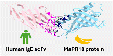 Graphical abstract: Occurrences of allergenicity to banana pathogenesis-related-10 (PR10) protein variants