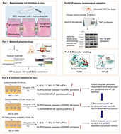 Graphical abstract: Sodium butyrate attenuates experimental neonatal necrotizing enterocolitis by suppressing TLR4-mediated NLRP3 inflammasome-dependent pyroptosis