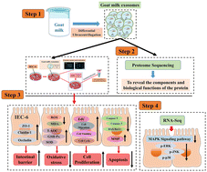 Graphical abstract: Goat milk derived small extracellular vesicles ameliorate LPS-induced intestinal epithelial barrier dysfunction, oxidative stress, and apoptosis by inhibiting the MAPK signaling pathway