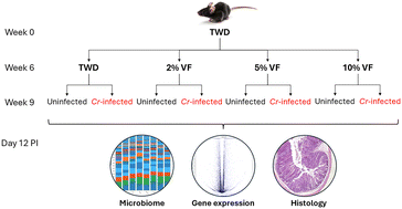 Graphical abstract: A type 4 resistant potato starch alters the cecal microbiome, gene expression and resistance to colitis in mice fed a Western diet based on NHANES data