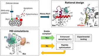 Graphical abstract: Computational design of Bax-inhibiting peptides