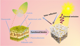 Graphical abstract: A leaf-like structured membrane for highly efficient and persistent radiative cooling