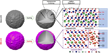 Graphical abstract: Suppressing intergranular cracking with near-surface layer regulation for electrochemical-thermal stabilization of LiCoO2