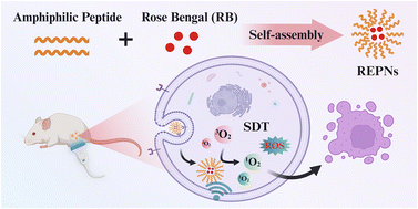 Graphical abstract: Integrin αvβ3-targeted self-assembled polypeptide nanomicelles for efficacious sonodynamic therapy against breast cancer