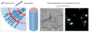 Graphical abstract: Lauryl-NrTP6 lipopeptide self-assembled nanorods for nuclear-targeted delivery of doxorubicin