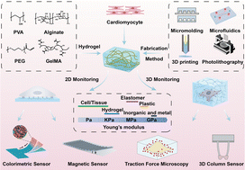 Graphical abstract: Hydrogel sensing platforms for monitoring contractility in in vitro cardiac models