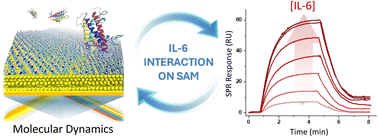 Graphical abstract: Protein–surface interactions in nano-scale biosensors for IL-6 detection using functional monolayers
