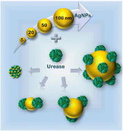 Graphical abstract: Nanoscale size impact of nanoparticle interaction and activity studies with urease