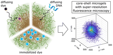 Graphical abstract: Nanosized core–shell bio-hybrid microgels and their internal structure