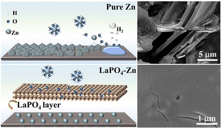Graphical abstract: A hydrophilic-Zn2+ conductive lanthanum phosphate interlayer toward ultra-long-life Zn anodes and zinc ion capacitors