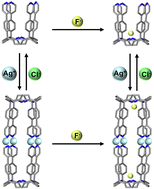 Graphical abstract: An Ag(i)-linked bis-calix[4]pyrrole molecular capsule and its selective recognition of fluoride anions