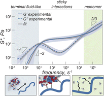 Graphical abstract: Viscoelasticity of globular protein-based biomolecular condensates